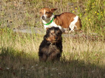 Portrait of dog on grassy field