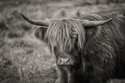 Close up of a highland cow