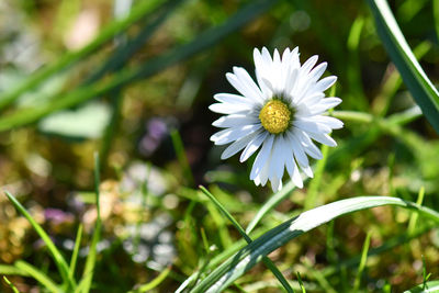 Close-up of white daisy flower on field