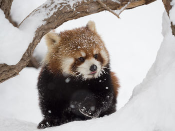 Close-up of panda on snowy field