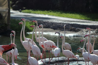 View of birds in lake