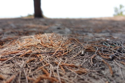 Close-up of dry tree on field