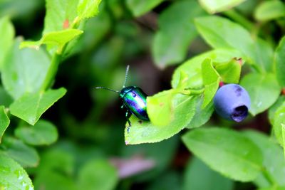 Close-up of insect on leaves