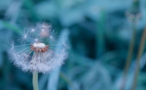 Close-up of dandelion against blurred background