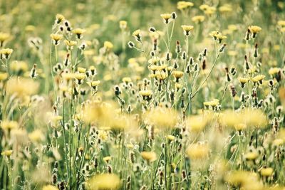 Plants growing on field