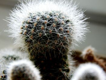 Close-up of dandelion