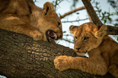 Lions cubs on branch of tree