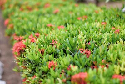 Red flowers growing outdoors