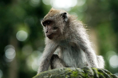 Baby monkey at monkey forest, ubud bali, indonesia