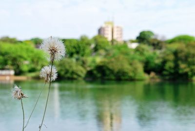 Close-up of dandelion on riverbank