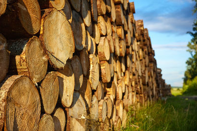 Forest pine and spruce trees. log trunks pile, the logging timber wood industry. 