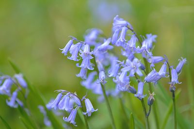 Close-up of purple flowering plant