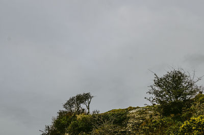 Low angle view of trees against sky