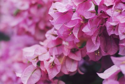 Close-up of pink hydrangea blooming outdoors