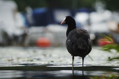 Close-up of coot perching in lake