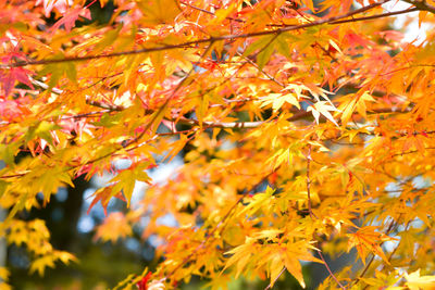 Close-up of maple leaves on tree