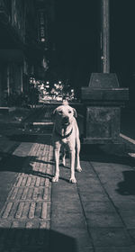 Dog on footpath in city at night