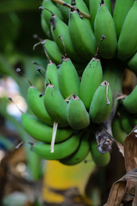 Close-up of fruits growing on cactus