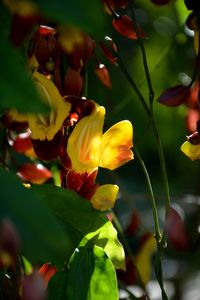 Close-up of yellow flowering plant