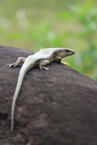 Close-up of lizard on rock
