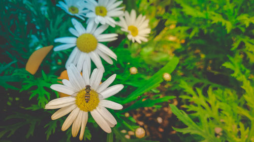 Close-up of white daisy flowers