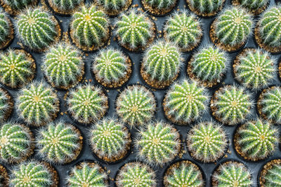 Full frame shot of succulent plants