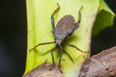 Close-up of insect