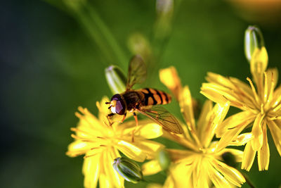 Close-up of bee pollinating on flower