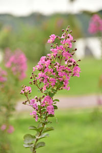 Close-up of pink flowering plant