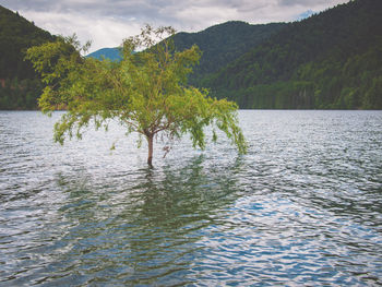 Scenic view of lake against sky