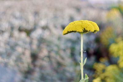 Close-up of achillea flower with blurred background