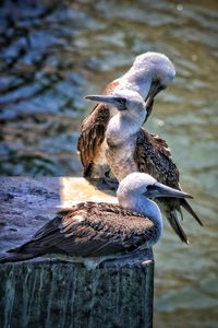 Close-up of bird perching on wooden post