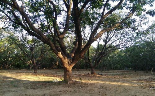 Trees in landscape