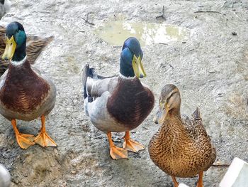 Birds in water