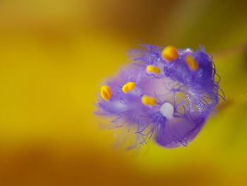 Close-up of yellow flower