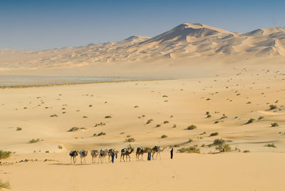 Camels walking on sand in desert