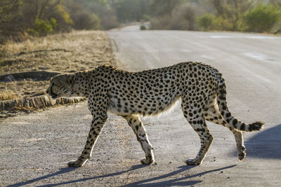 View of a cat on land