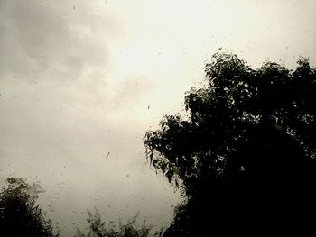 Low angle view of silhouette trees seen through wet window