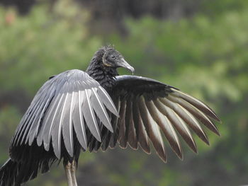 Close-up of black vulture