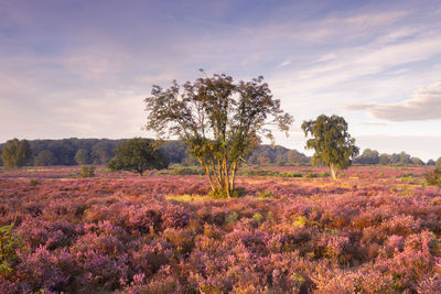 Purple heather in august, on the hoorneboegse heide, hilversum the netherlands.