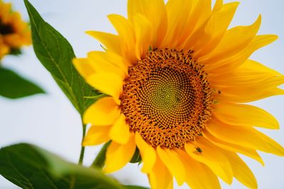 Close-up of sunflower