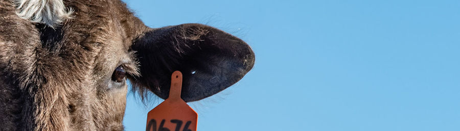 Close-up of a horse against the sky