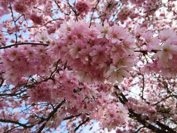 Low angle view of cherry blossoms