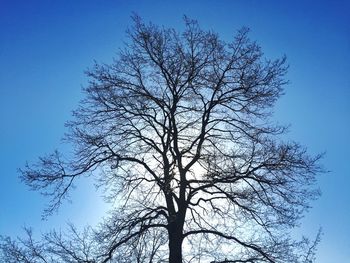 Low angle view of bare tree against clear blue sky