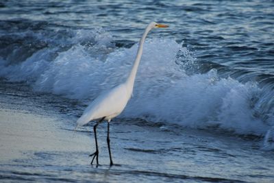 View of bird on beach