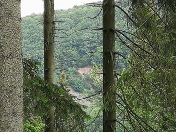 Trees growing in forest