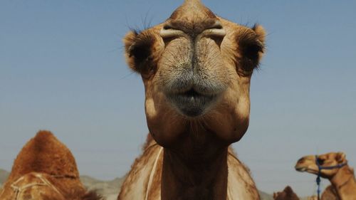 Low angle view of camel against clear sky