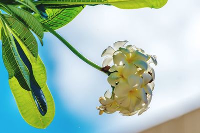 Low angle view of flowers growing on tree