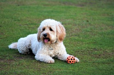 Cute dog sitting on grass