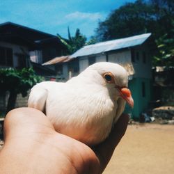 Close-up of hand holding bird